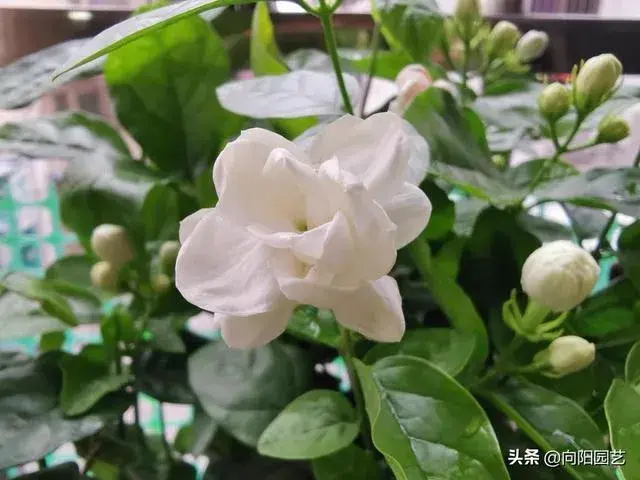 茉莉花修剪造型图片？