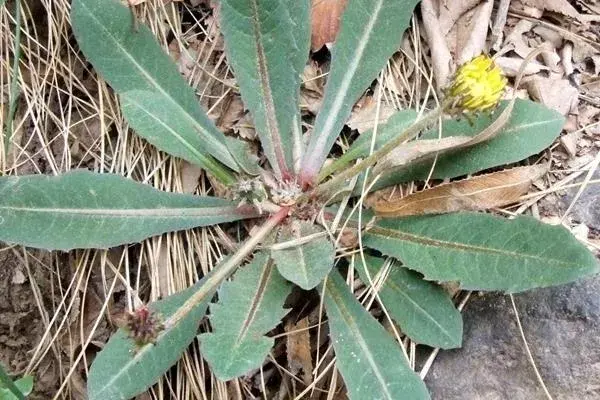 多裂蒲公英种植前景，附市场情况分析