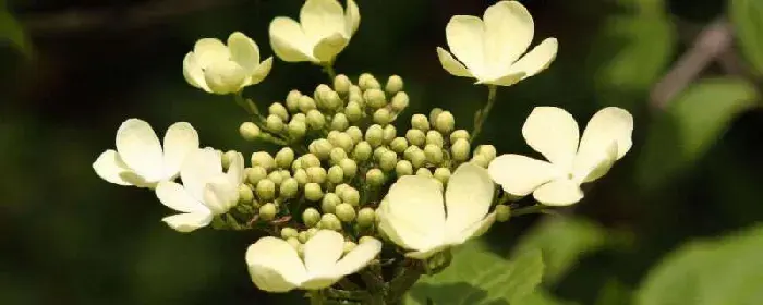 白琼花花语