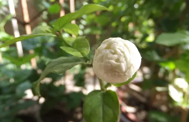 虎头茉莉冬天养护对策