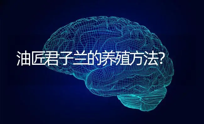 油匠君子兰的养殖方法？ | 绿植常识