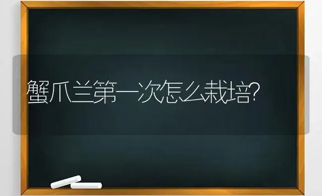 蟹爪兰第一次怎么栽培？ | 多肉养殖