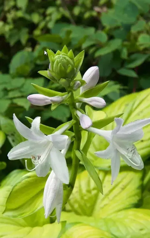 适合养在家里的几种自带香气的植物