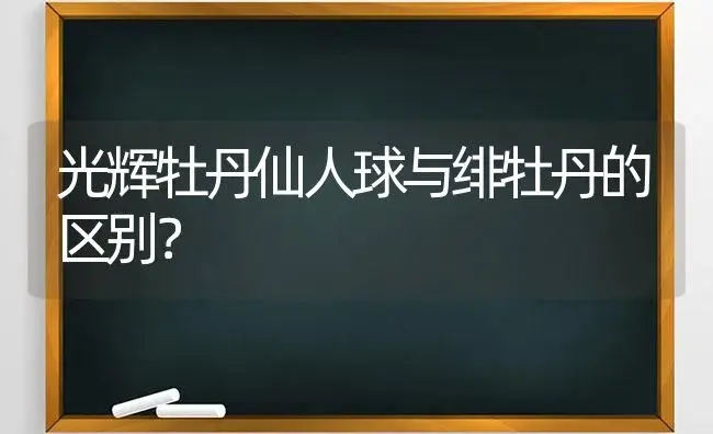 光辉牡丹仙人球与绯牡丹的区别？ | 多肉养殖