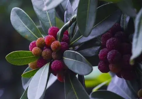 “夏天水果”杨梅里面的虫子能吃吗？怎么洗才能驱除虫？