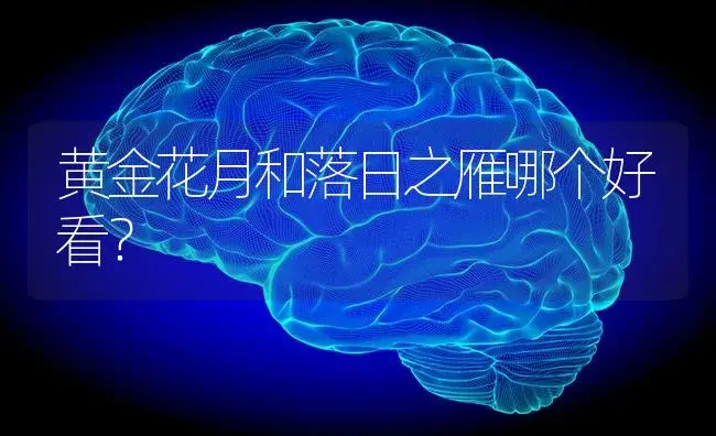 黄金花月和落日之雁哪个好看？ | 多肉养殖