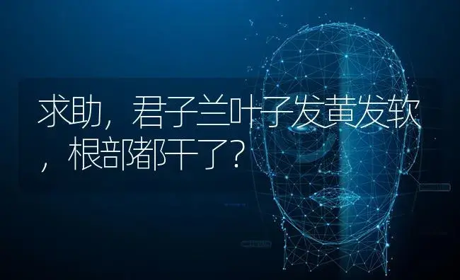 求助，君子兰叶子发黄发软，根部都干了？ | 绿植常识