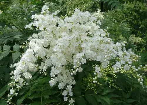 表示奋斗的花 花语是奋斗的花有哪些？