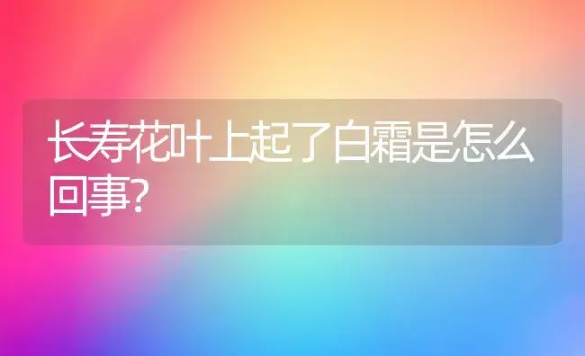 长寿花叶上起了白霜是怎么回事？ | 多肉养殖