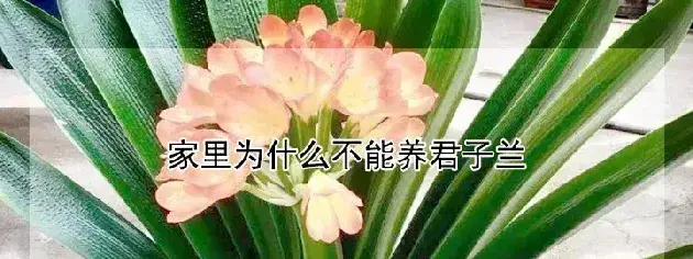 家里为什么不能养君子兰