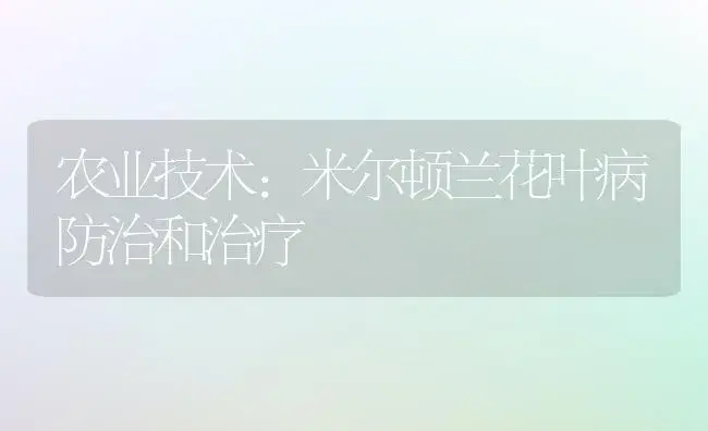 农业技术:米尔顿兰花叶病防治和治疗 | 家庭养花