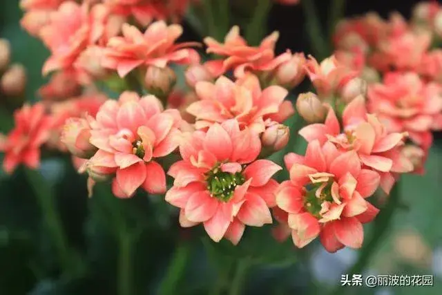 k41长寿花什么色？