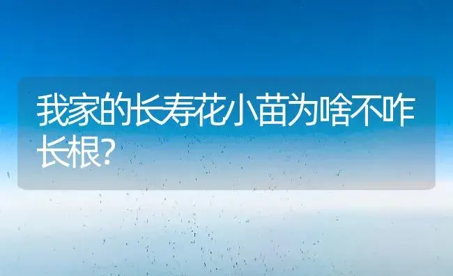 我家的长寿花小苗为啥不咋长根？ | 多肉养殖