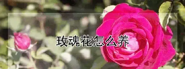 玫魂花怎么养