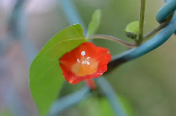 橙红茑萝的花语有哪些？