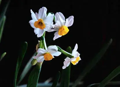 关于水仙花的花语和故事传说