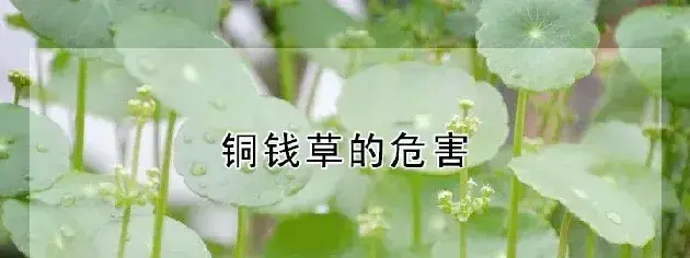 铜钱草的危害