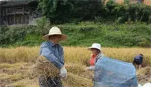 红米种植技术要点