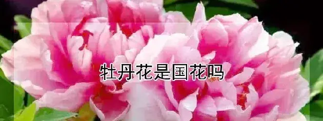 牡丹花是国花吗