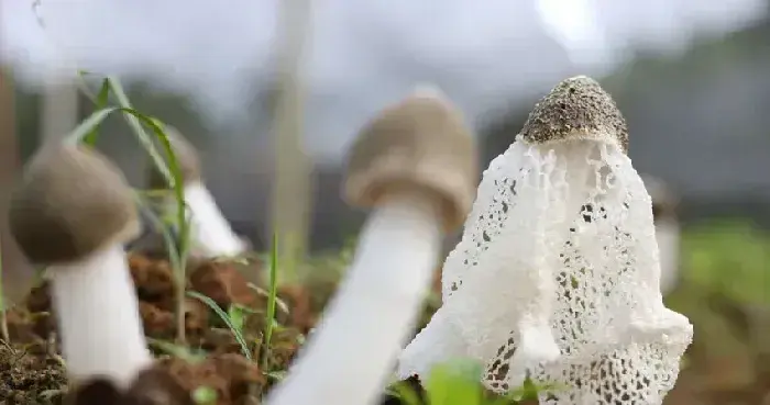 广西钦北区：小竹荪撑起乡村“致富伞”