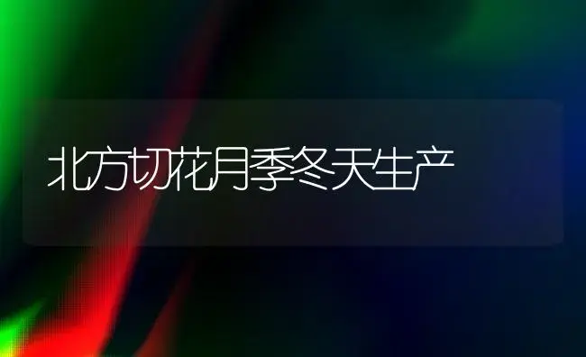 北方切花月季冬天生产 | 家庭养花