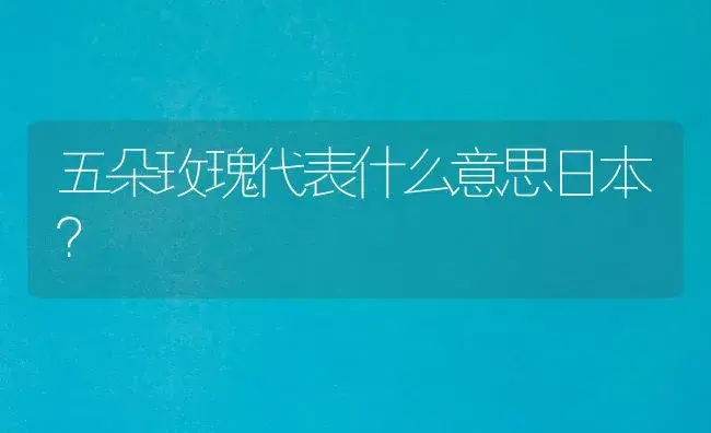 五朵玫瑰代表什么意思日本？ | 绿植常识