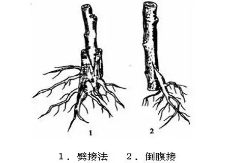 盆栽育苗 | 梨树根接技术