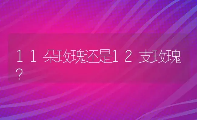 11朵玫瑰还是12支玫瑰？ | 绿植常识