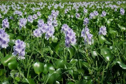 此情不渝,至死方休：水葫芦（凤眼莲）花语