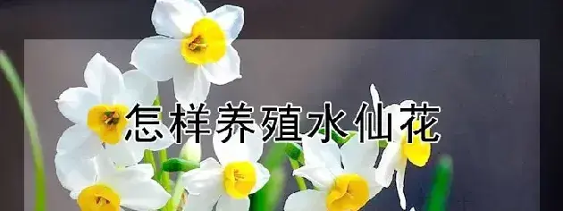 怎样养殖水仙花