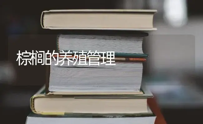 棕榈的养殖管理 | 特种种植