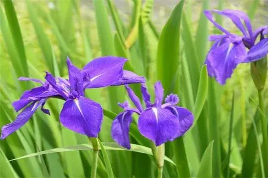 鸢尾花花语是什么，爱的使者