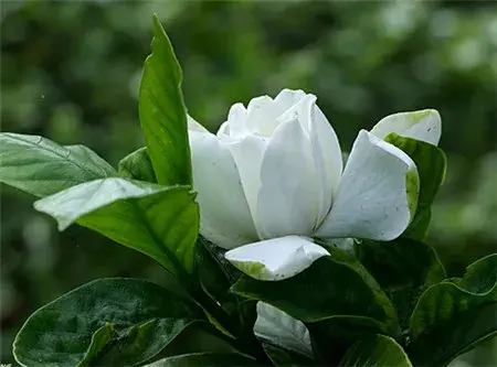 栀子花有毒吗，栀子花的花语