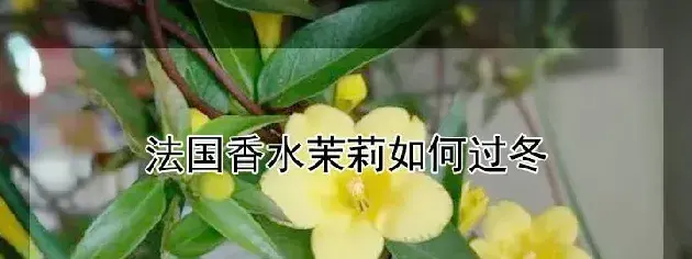 法国香水茉莉如何过冬