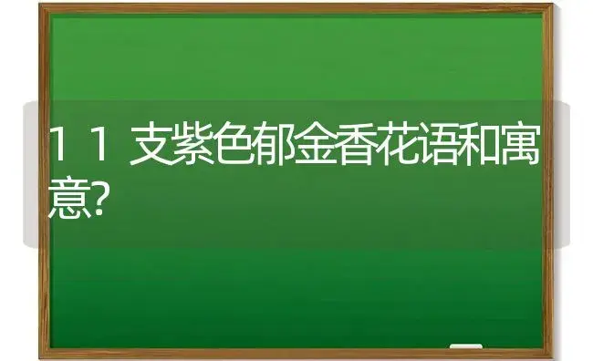 11支紫色郁金香花语和寓意？ | 绿植常识