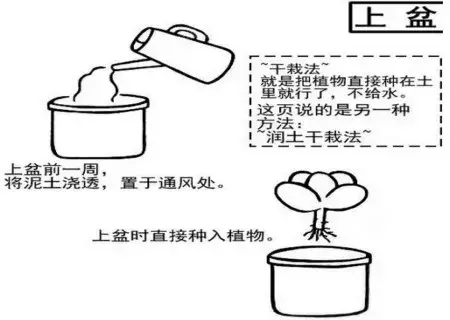 花卉果蔬盆景 | 多肉植物移栽方法图解