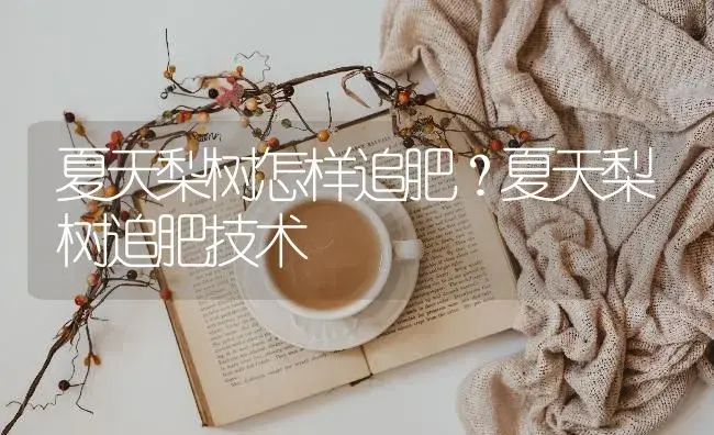 龙眼产生裂果的缘由以及技巧 | 果木种植