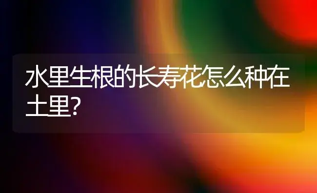 水里生根的长寿花怎么种在土里？ | 多肉养殖