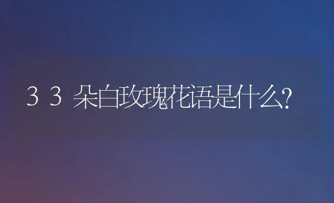 33朵白玫瑰花语是什么？ | 绿植常识