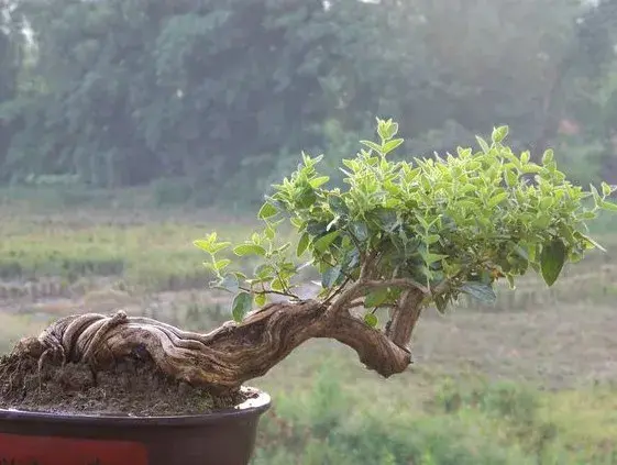 盆景材料 | 制作金银花盆景的取材