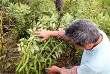 蚕豆种植技术之病害防治