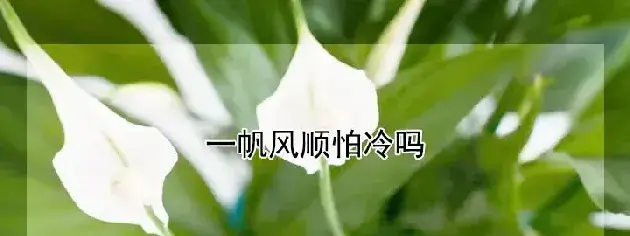 一帆风顺怕冷吗