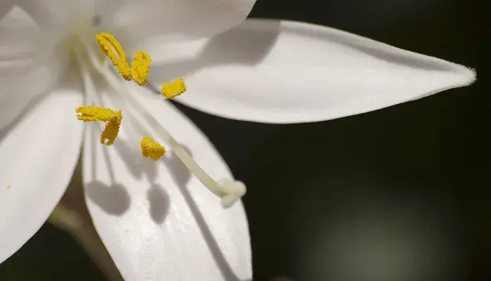 卡萨布兰卡花语 卡萨布兰卡花语是什么