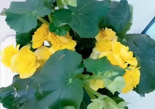 盆景养护管理 | 丽格海棠不开花的原因有哪些