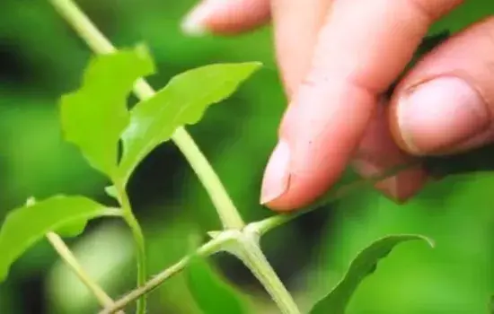 盆栽修剪 | 铁线莲小苗长花苞需要掐掉吗