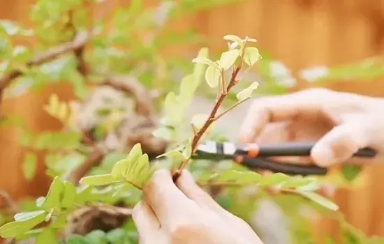 盆栽造型 | 想要清香木盆景更耐看 日常的修剪整形要做好