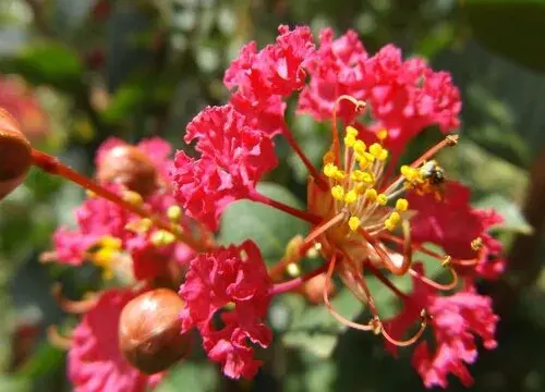 表示幸运的花 花语是幸运的花