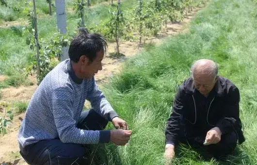 鼠茅草种子选种育苗技巧