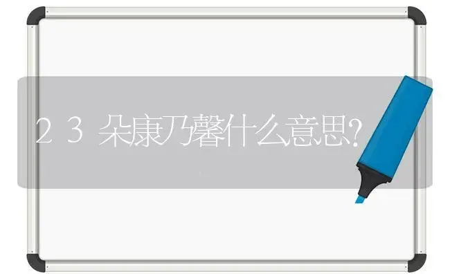 23朵康乃馨什么意思？ | 绿植常识