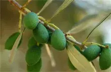 橄榄种植促增收致富